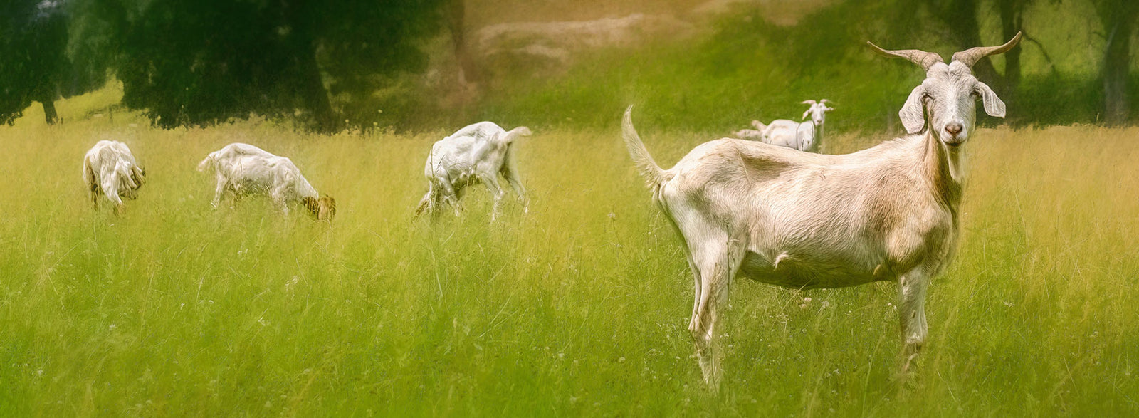 Impending Goat Rodeo