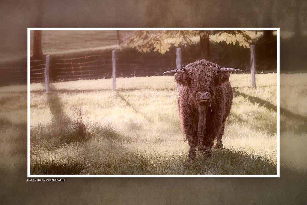 "What Are You Looking At?" 6x9 Metal Print with Stand
