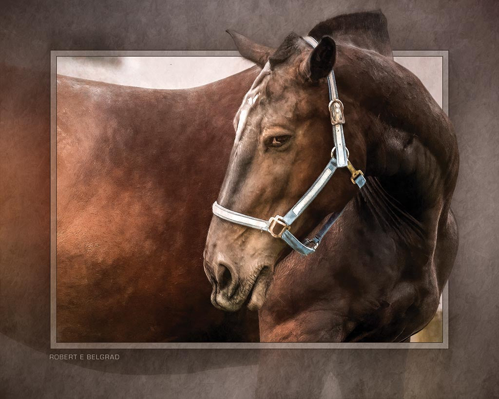 "Horse Appeal" 4x5 Metal Print & Stand