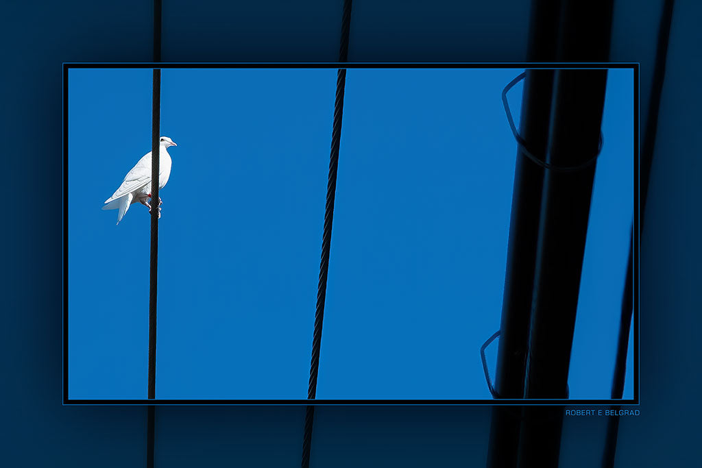 "Bird on a Wire" 4x6 Metal Print & Stand