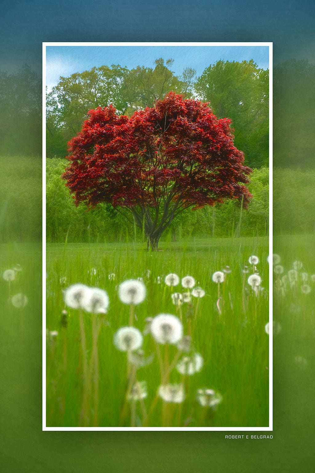 "Red Tree in a Field" 4x6 Metal Print & Stand
