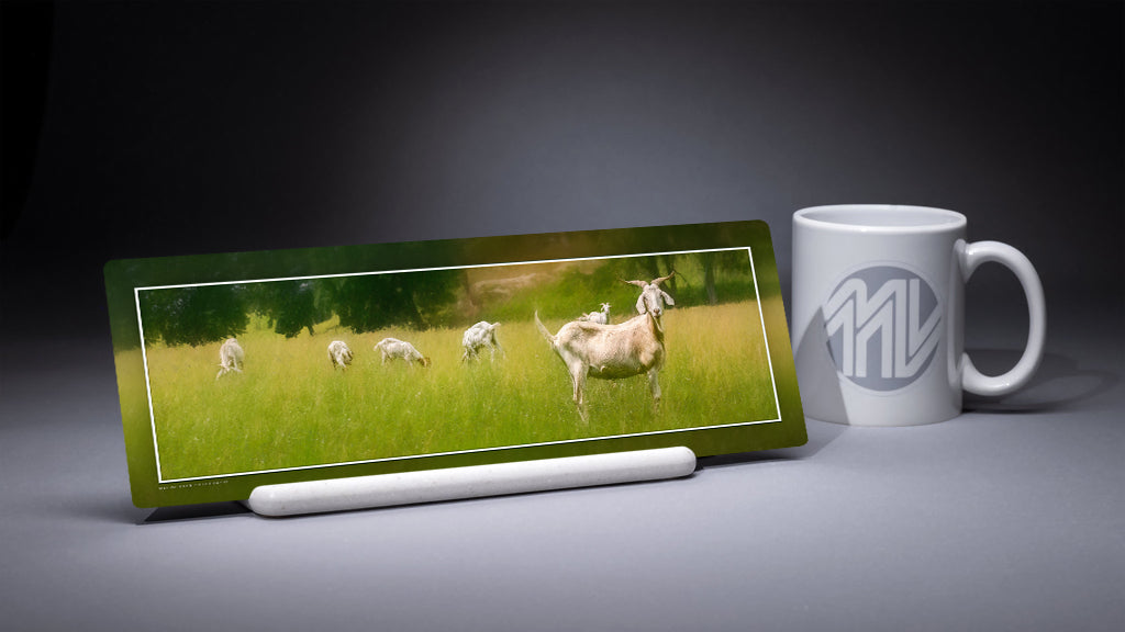 "Impending Goat Rodeo" 4x12 Panoramic Metal Print with Stand