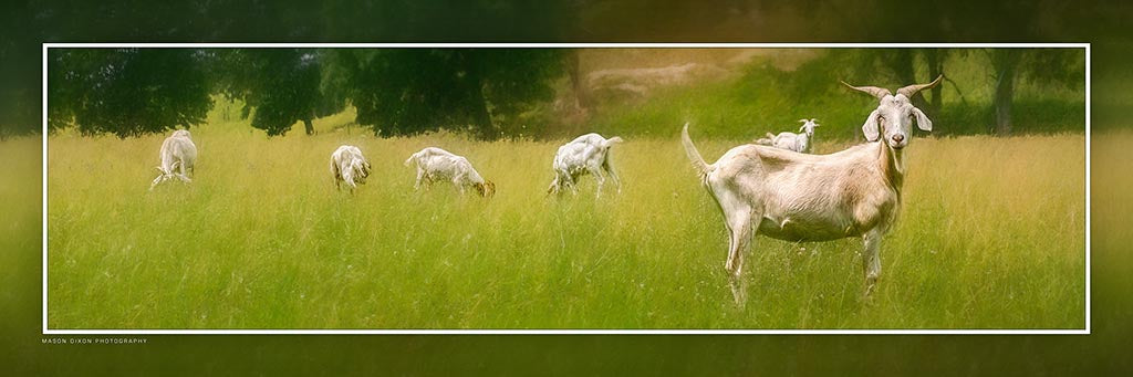 "Impending Goat Rodeo" 4x12 Panoramic Metal Print with Stand