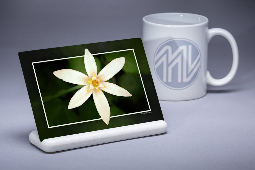 "Bold and Bright" 4x6 Metal Print & Stand