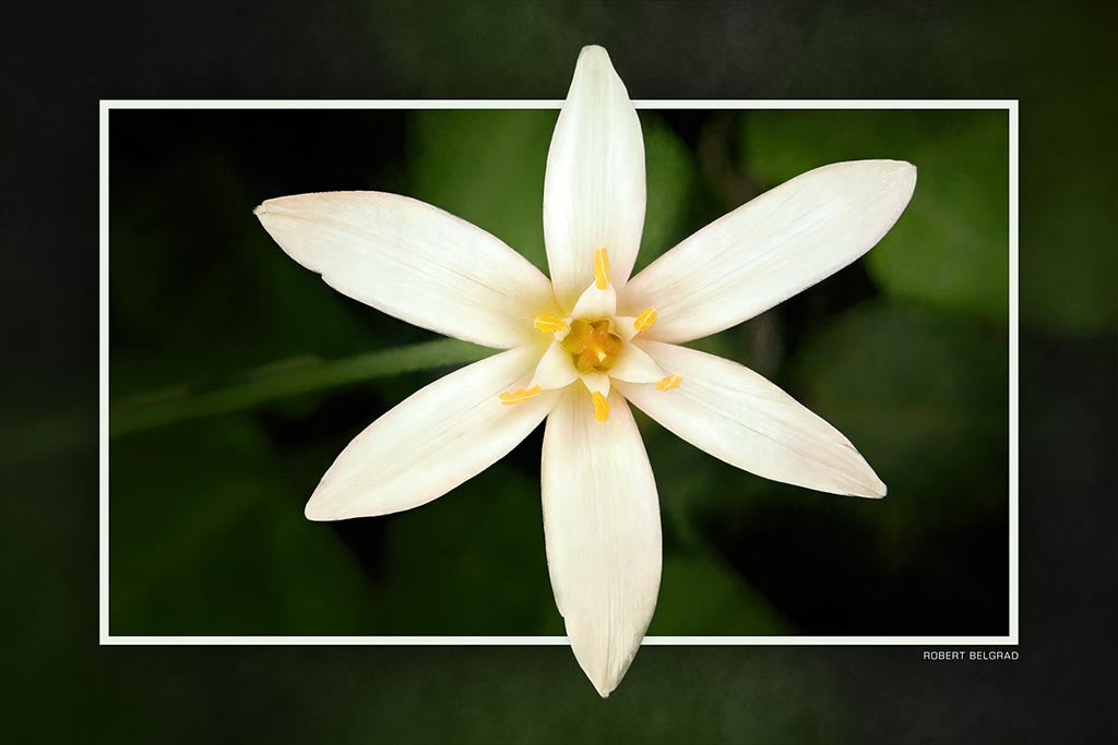 "Bold and Bright" 4x6 Metal Print & Stand