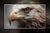 "Eagle Eye" 4x6 Metal Print & Stand