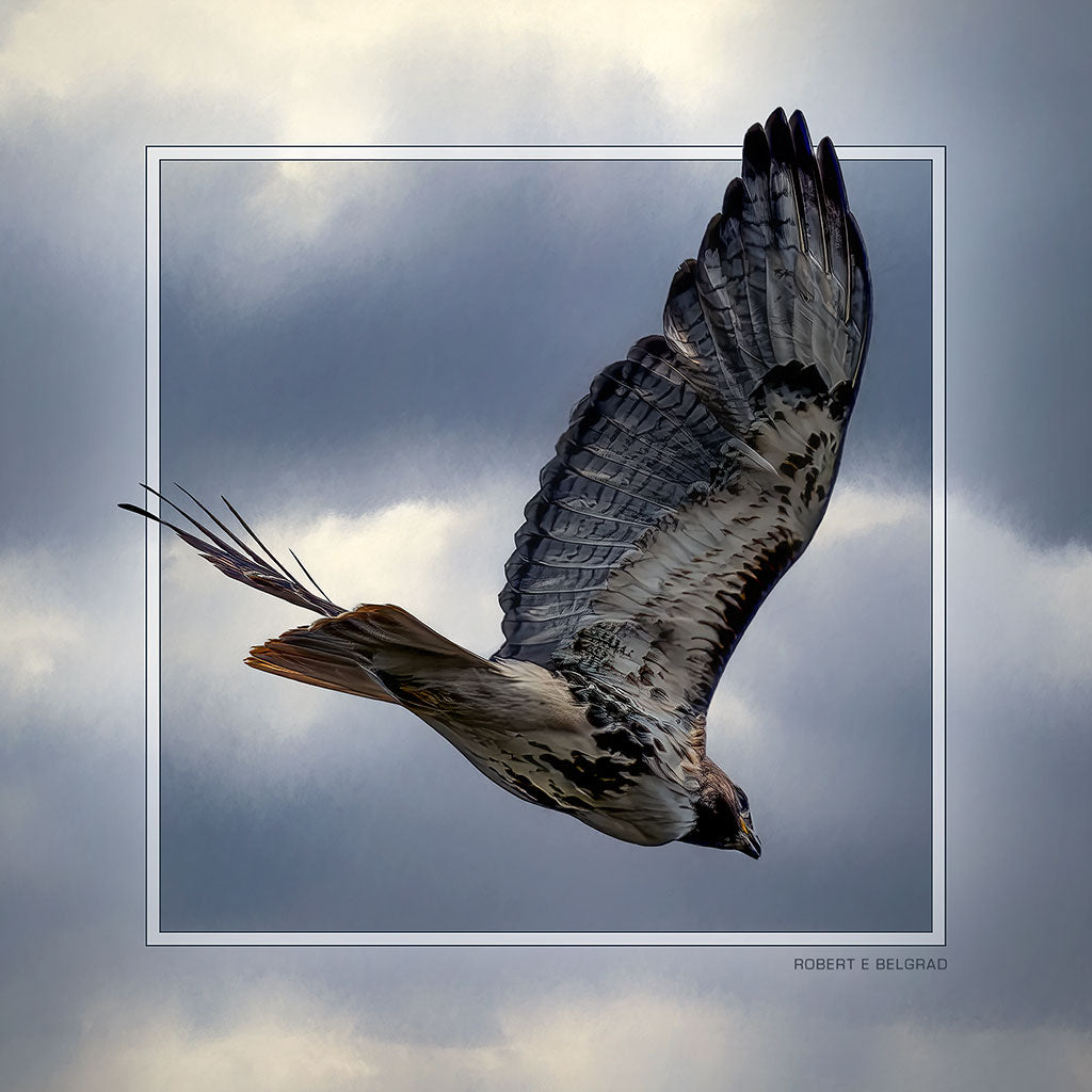 &quot;Raptor in Flight&quot; 6x6 Metal Print &amp; Stand