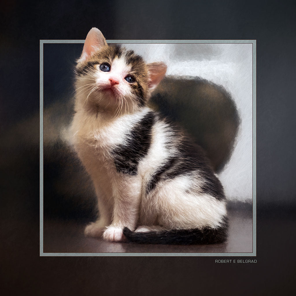 "Meep" 6x6 Metal Print &amp; Stand