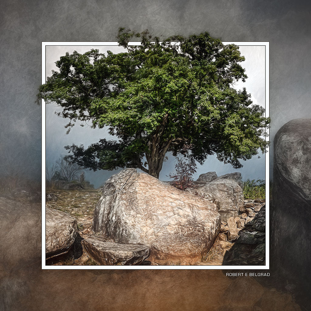 &quot;Witness Tree at Devil&#39;s Den&quot; 6x6 Metal Print &amp; Stand