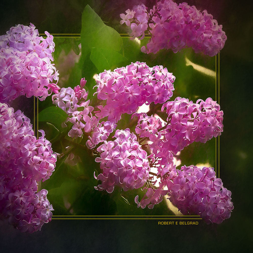 &quot;Lilac Blossoms&quot; 6x6 Metal Print &amp; Stand