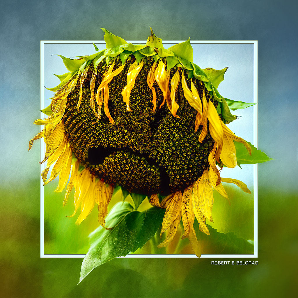 &quot;Sad Sunflower&quot; 6x6 Metal Print &amp; Stand