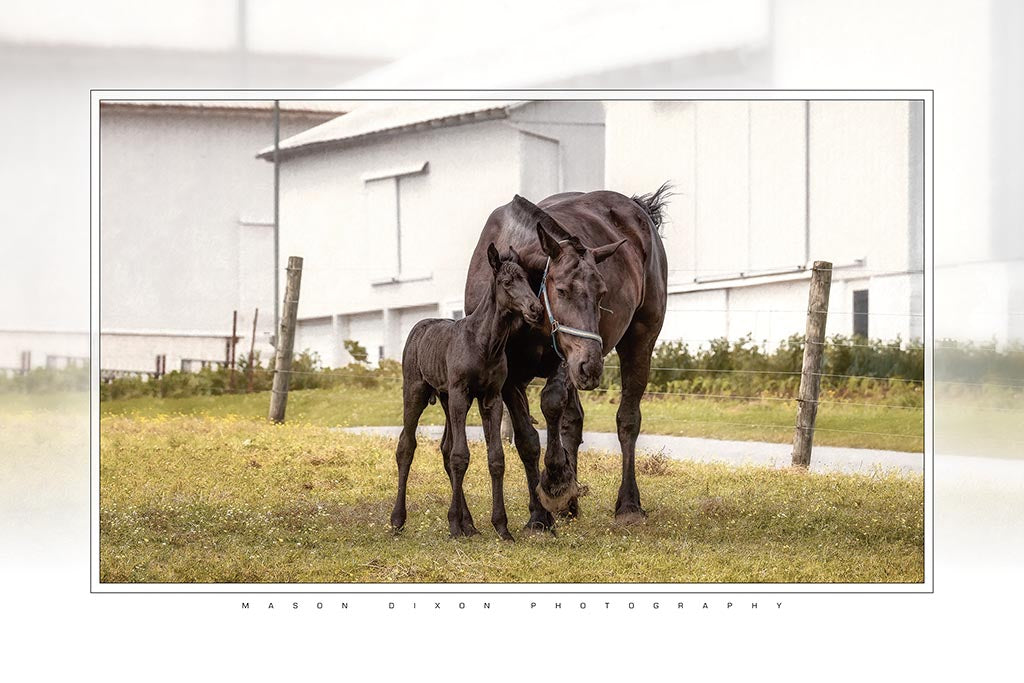 "Mamas Boy" 6x9 Metal Print with Stand