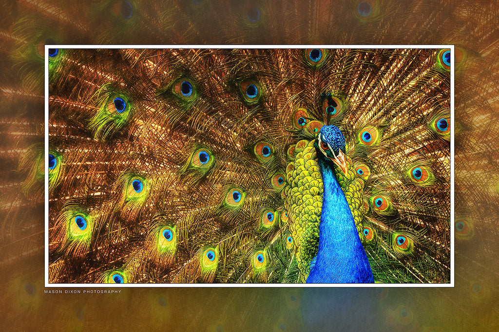 &quot;Peacock with Attitude&quot; 6x9 Metal Print with Stand