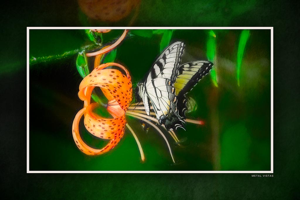 "Monarch on a Tiger Lily" 6x9 Metal Print with Stand