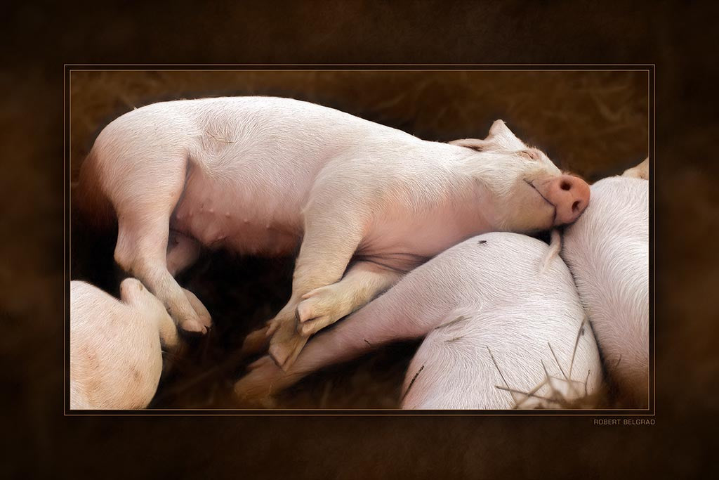 &quot;Piglet Nap&quot; 4x6 Metal Print &amp; Stand