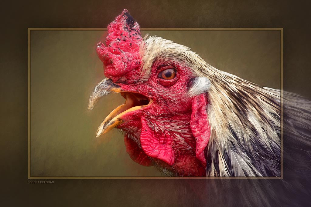 &quot;Fussy&quot; 4x6 Metal Print &amp; Stand