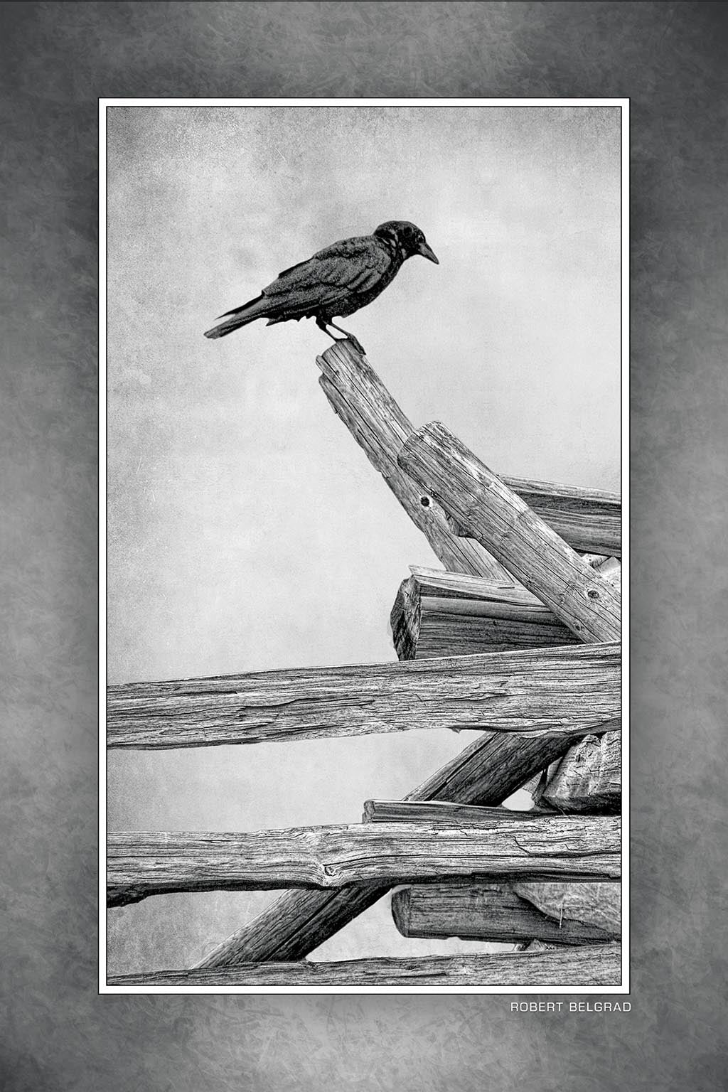 &quot;Lone Raven on a Fence&quot; 4x6 Metal Print &amp; Stand
