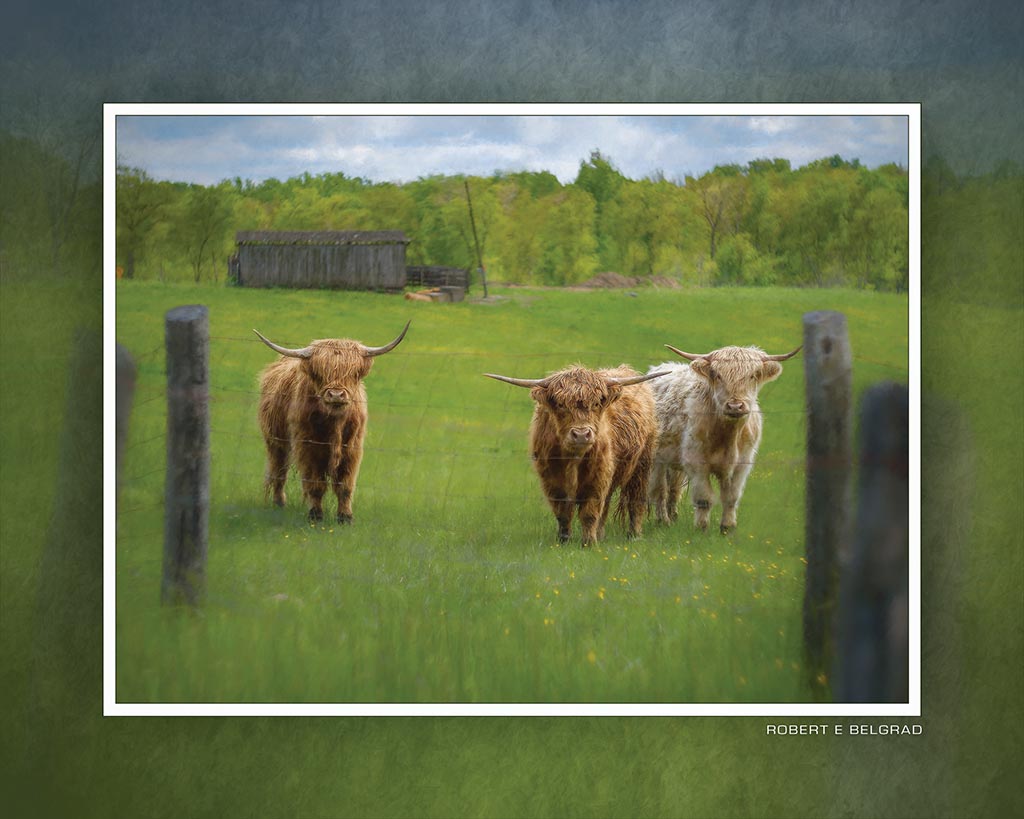 &quot;Bovine Regard&quot; 4x5 Metal Print &amp; Stand