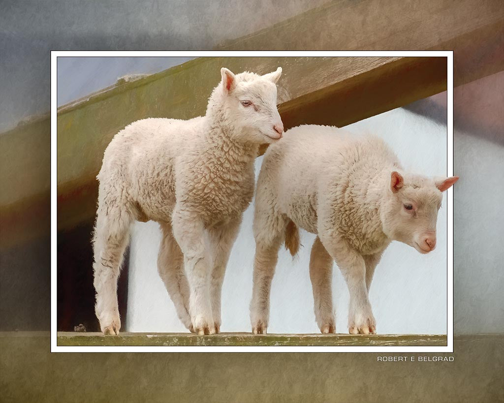 &quot;Two Little Lambs&quot; 4x5 Metal Print &amp; Stand