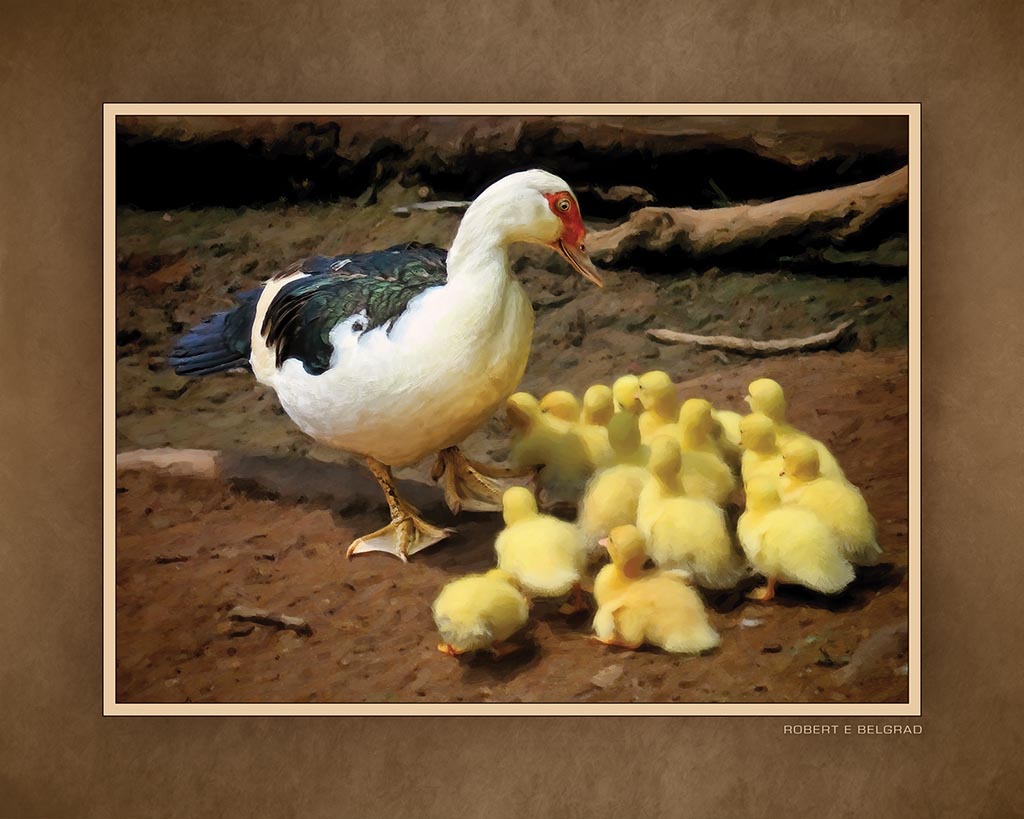 &quot;Minding the Brood&quot; 4x5 Metal Print &amp; Stand