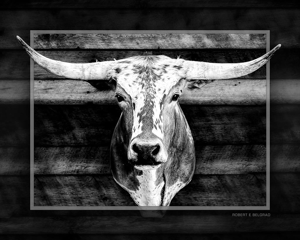 &quot;Head and Horns&quot; 4x5 Metal Print &amp; Stand