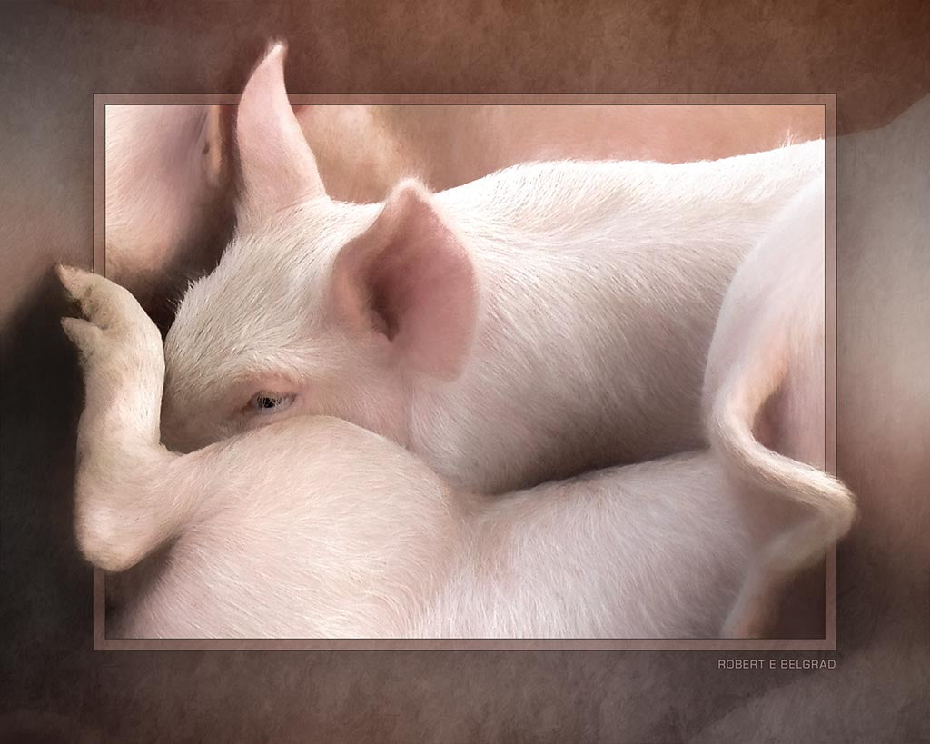 &quot;Piggy Peek-A-Boo&quot; 4x5 Metal Print &amp; Stand