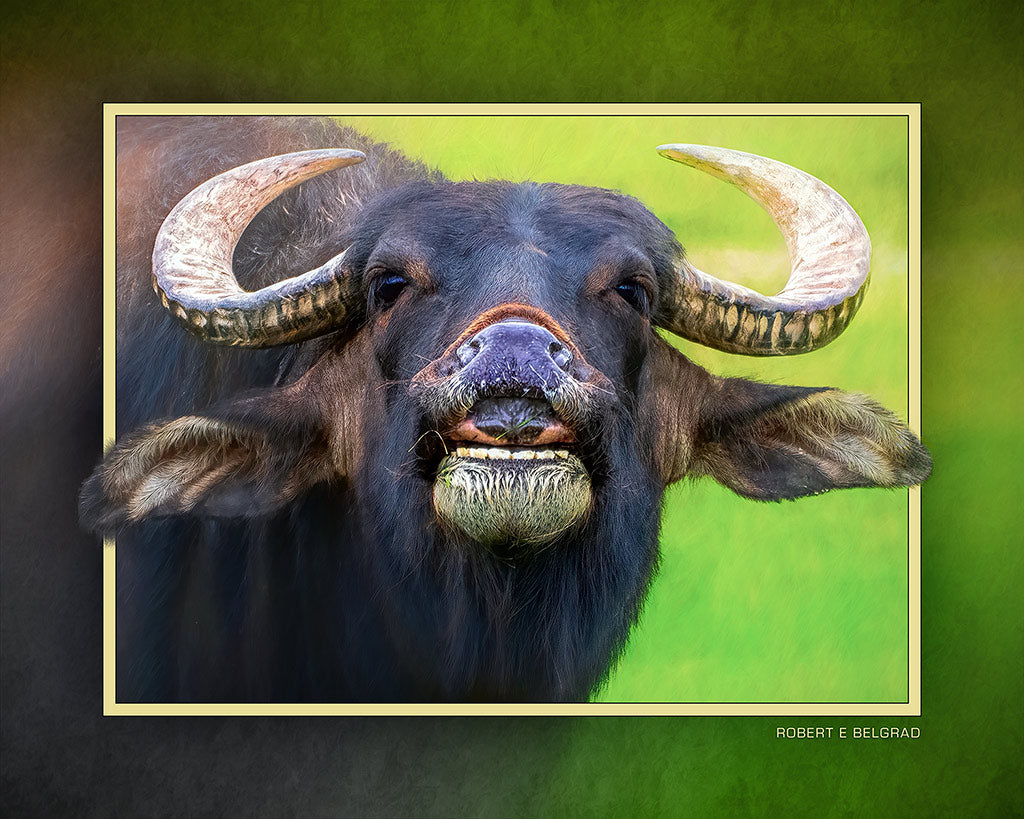 &quot;Oxen Free&quot; 4x5 Metal Print &amp; Stand