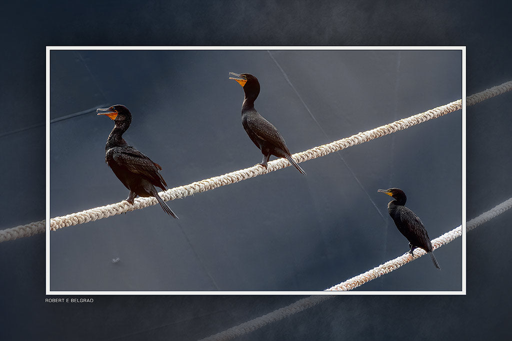 "On The Ropes" 4x6 Metal Print & Stand