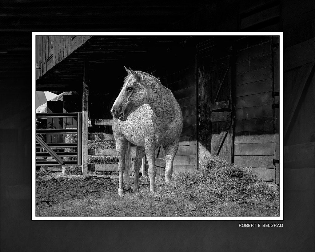 &quot;Nathan&quot; 4x5 Metal Print &amp; Stand