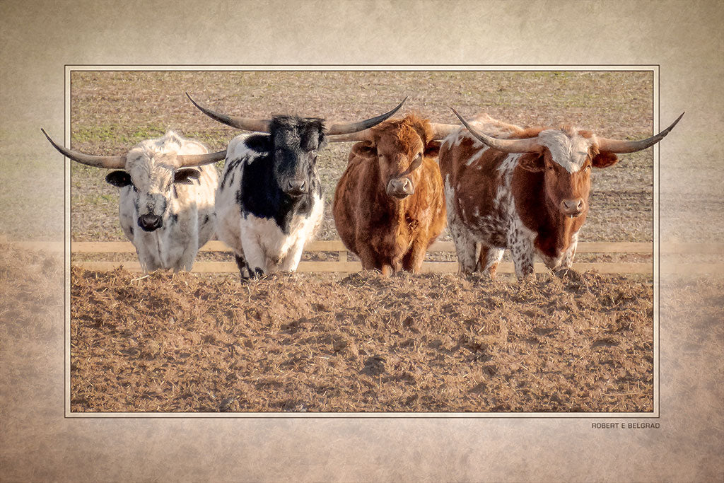 &quot;Longhorn Cattle&quot; 4x6 Metal Print &amp; Stand