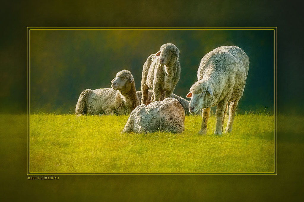 &quot;Sheep Gossip&quot; 4x6 Metal Print &amp; Stand
