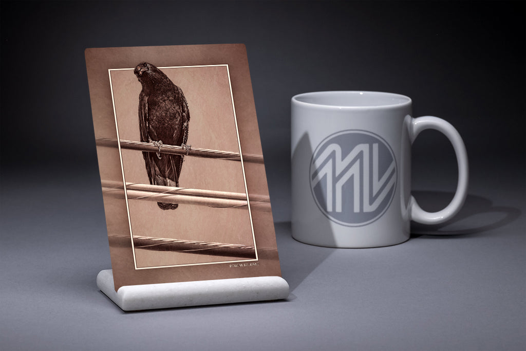 &quot;Inquisitive Crow&quot; 4x6 Metal Print &amp; Stand