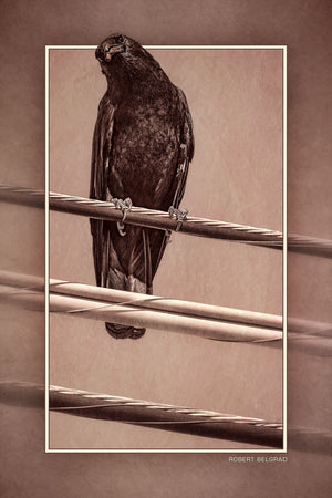 "Inquisitive Crow" 4x6 Metal Print & Stand