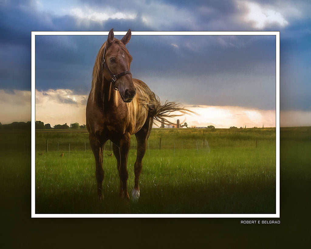 "Horsing Around" 4x5 Metal Print & Stand