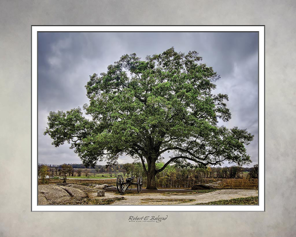 &quot;Summer&#39;s Witness&quot; 4x5 Metal Print &amp; Stand