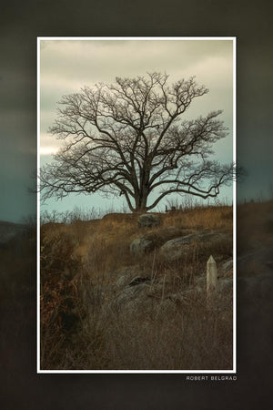 "Witness on Witness Wood" Limited Edition 4x6 Metal Print & Witness Wood Stand