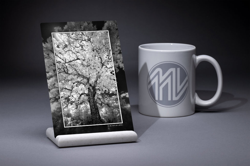 &quot;Sickles Witness Tree&quot; 4x6 Metal Print &amp; Stand