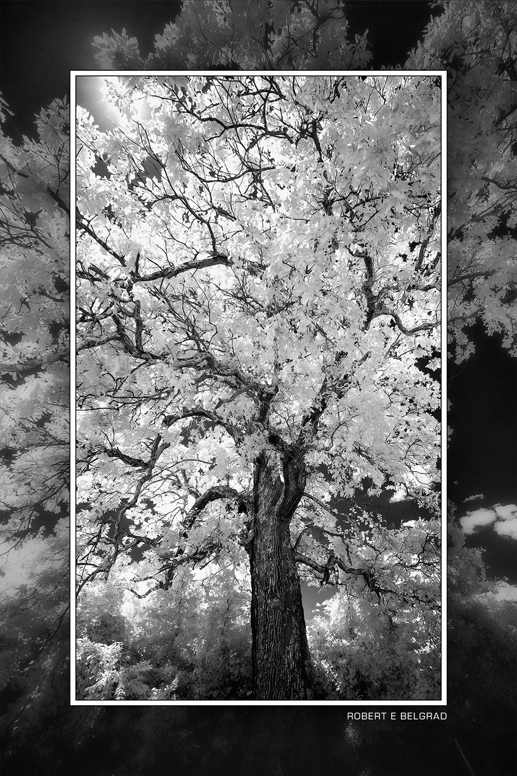 &quot;Sickles Witness Tree&quot; 4x6 Metal Print &amp; Stand