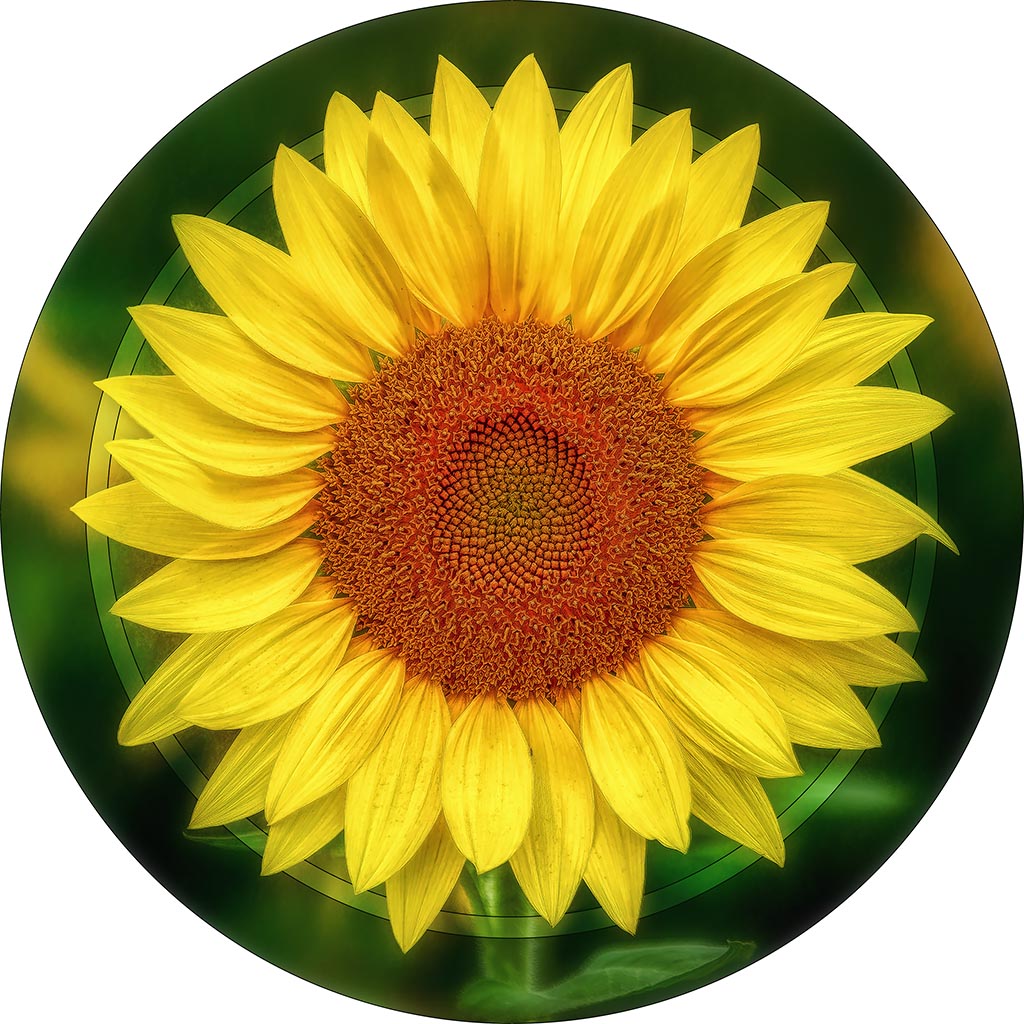 &quot;Sunflower&quot; 8 Inch Round Metal Print with Stand