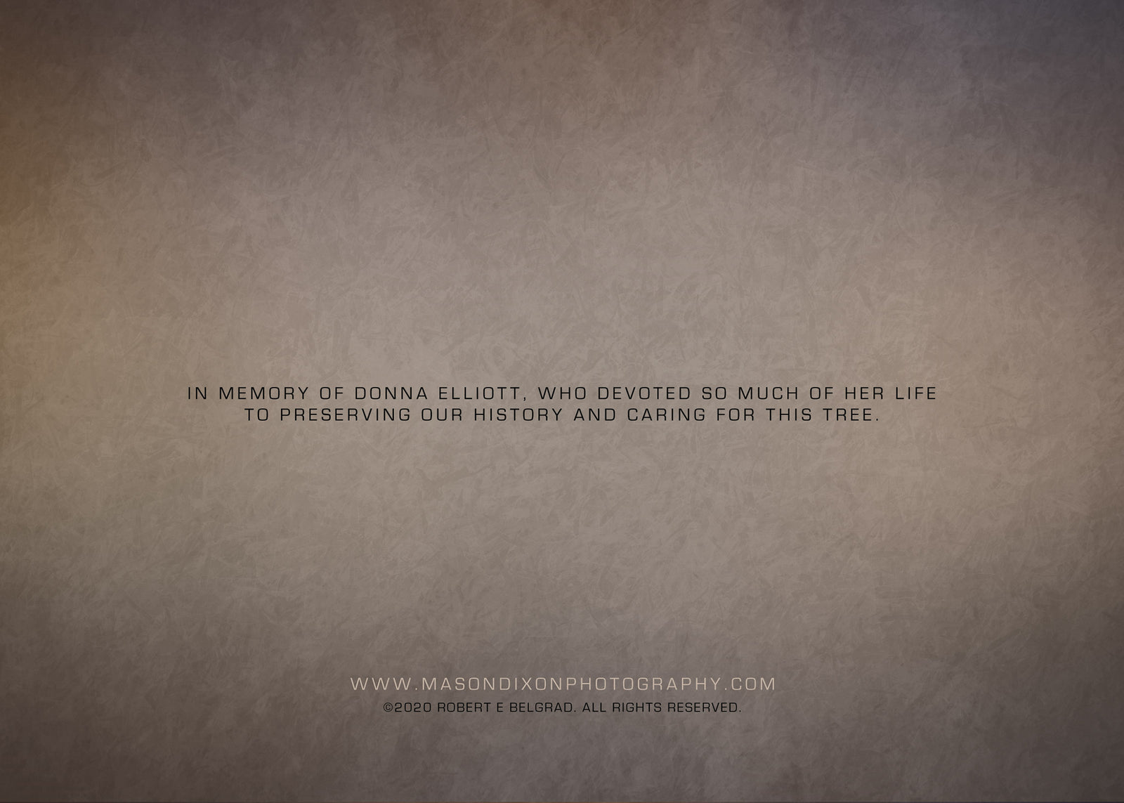 Witness Tree Note Cards with Envelopes - Set of 5