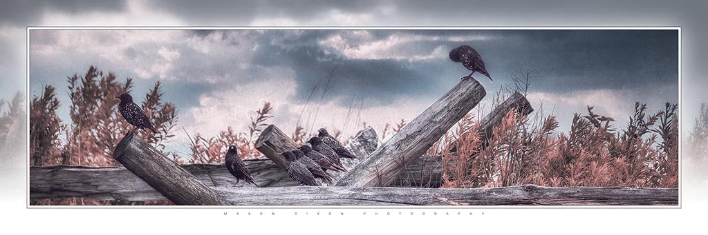 &quot;Battlefield Birds&quot; 4x12 Panoramic Metal Print with Stand