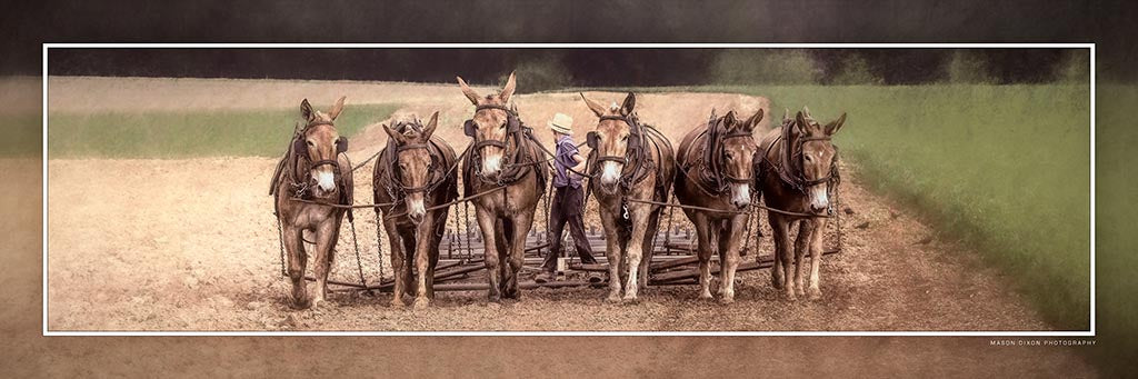 "Lyle Mule Team" 4x12 Panoramic Metal Print with Stand