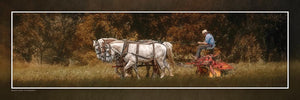 "Straining in Late Afternoon" 4x12 Panoramic Metal Print with Stand