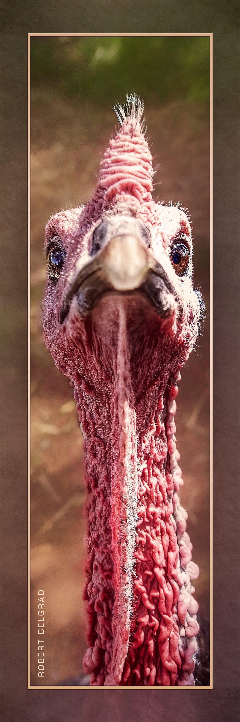 &quot;Turkey With Attitude&quot; 4x12 Panoramic Metal Print with Stand