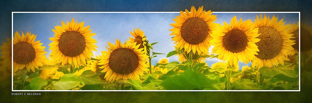 &quot;Sunflowers&quot; 4x12 Panoramic Metal Print with Stand
