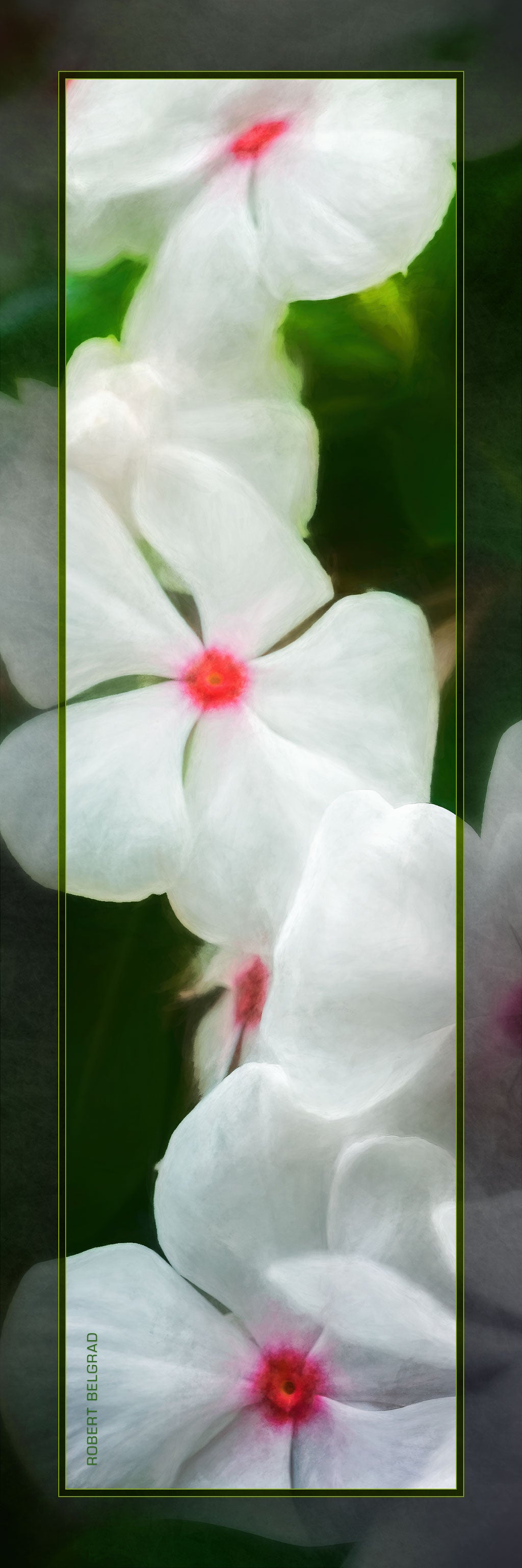 &quot;White and Red Blossoms&quot; 4x12 Panoramic Metal Print with Stand