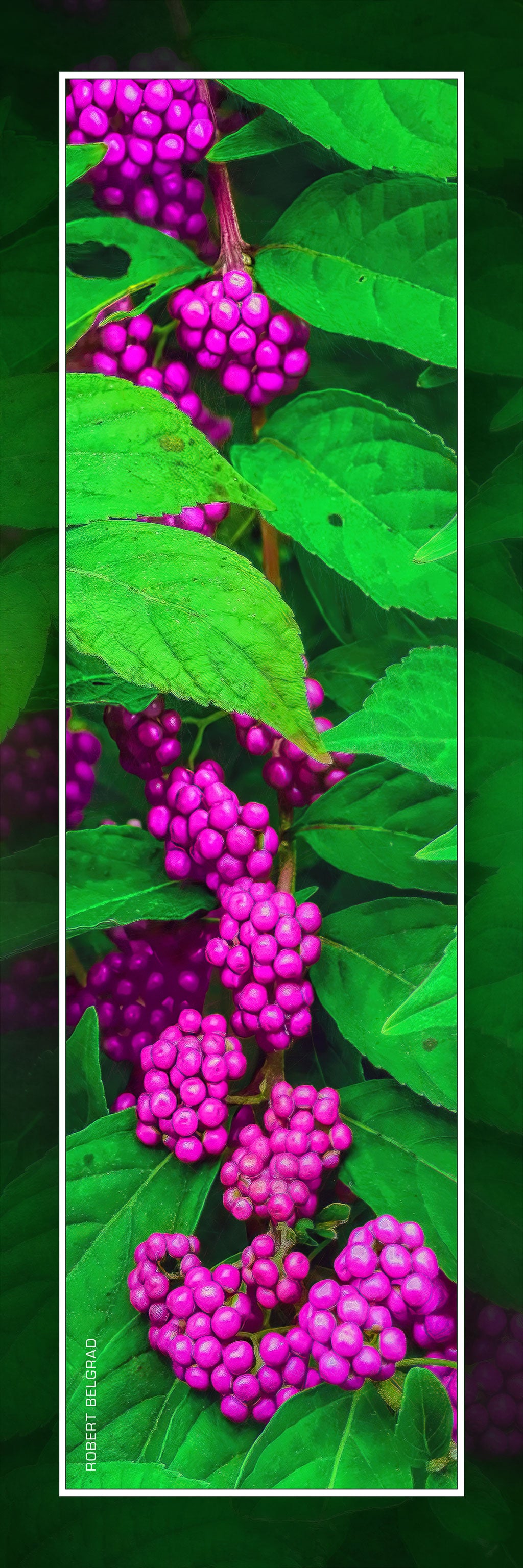 &quot;Magenta Berries&quot; 4x12 Panoramic Metal Print with Stand