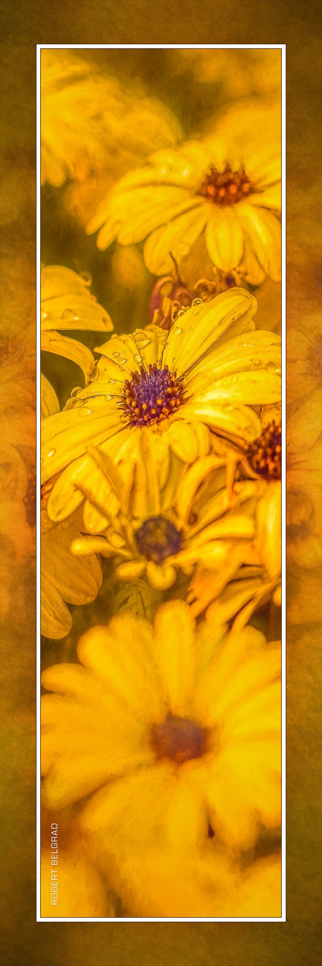 &quot;Mellow Yellow&quot; 4x12 Panoramic Metal Print with Stand