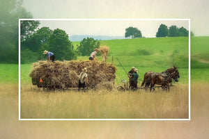 "Harvesting Spelt" 6x9 Metal Print & Stand