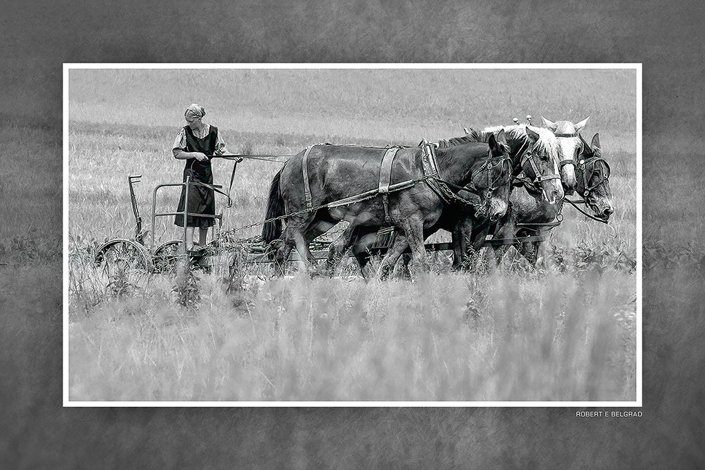 &quot;Working the Field&quot; 4x6 Metal Print &amp; Stand